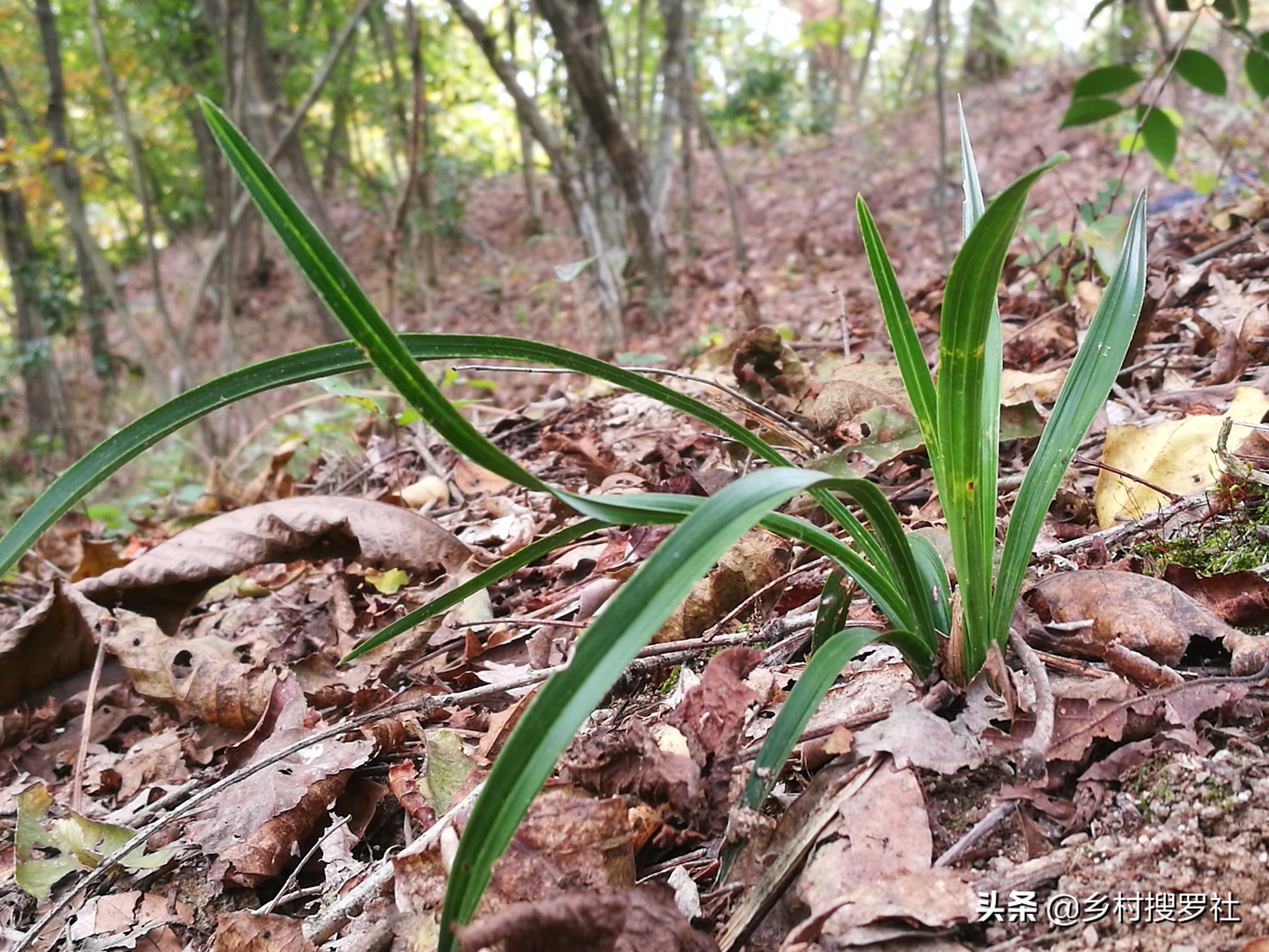 兰花的移栽方法和注意事项,如何将移栽的兰花尽快服盆