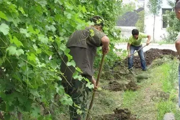 葡萄发黑果子不长是什么原因,葡萄长不大黄叶是怎么回事