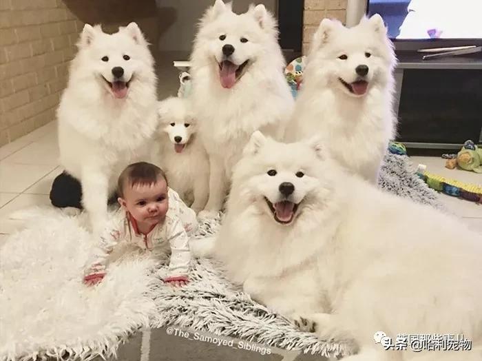 要狗看门？千万别选萨摩耶！这货除了笑不会干别的了