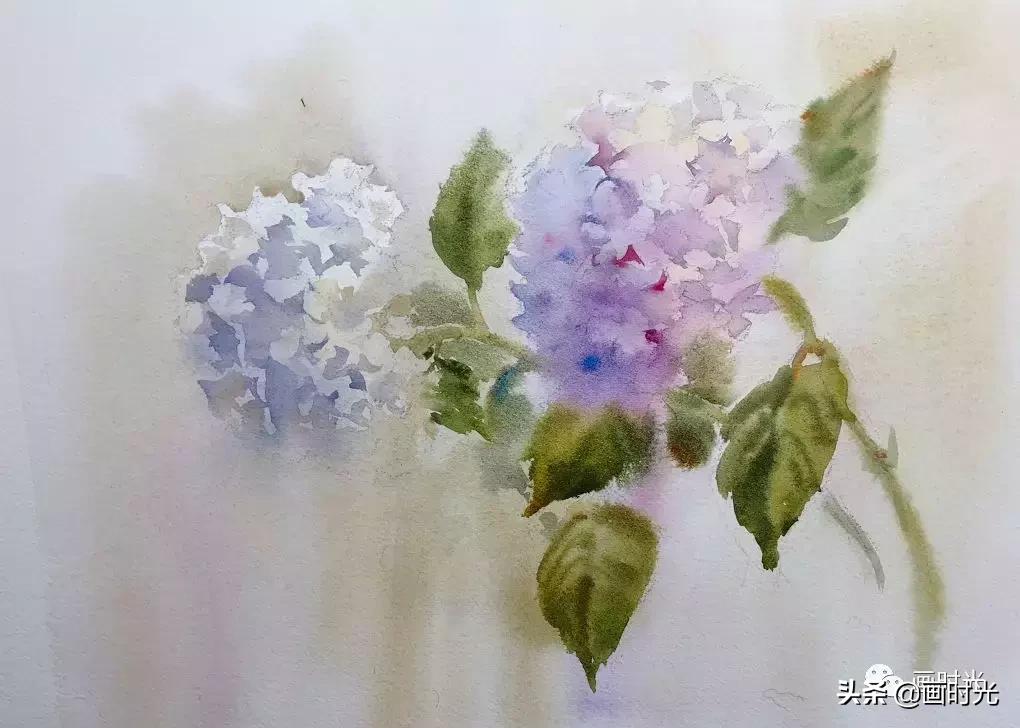 水彩绣球花教程,水彩画绣球花教学
