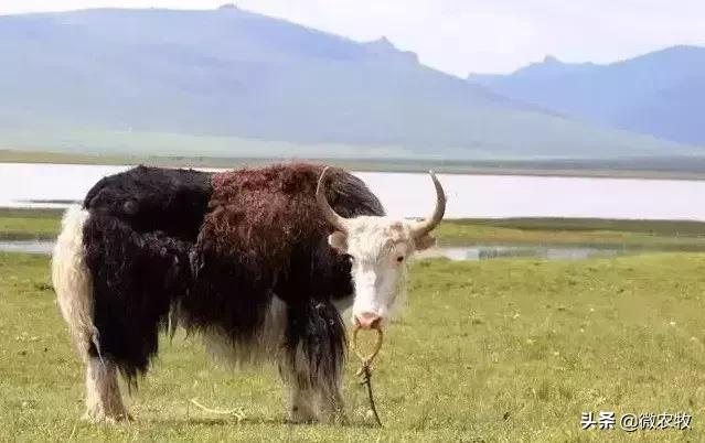 养牛不懂品种是不行的!牛品种大全!转了!