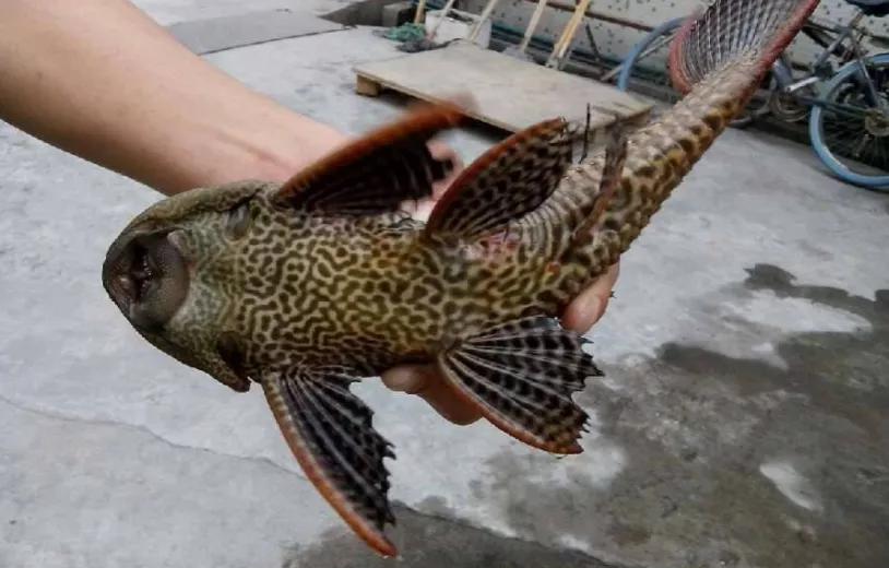 清道夫在印度的遭遇,清道夫为啥在印度