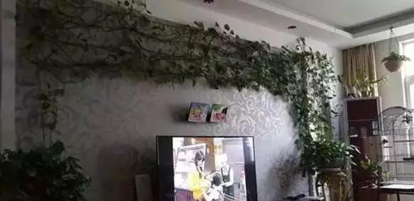 绿萝怎么造型更好看,大绿萝怎么做造型好看