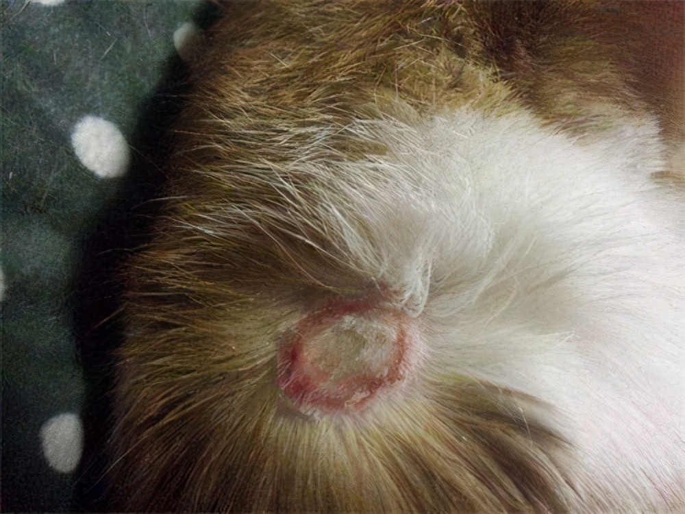 碘伏治疗猫癣管用吗,碘伏配什么治猫癣