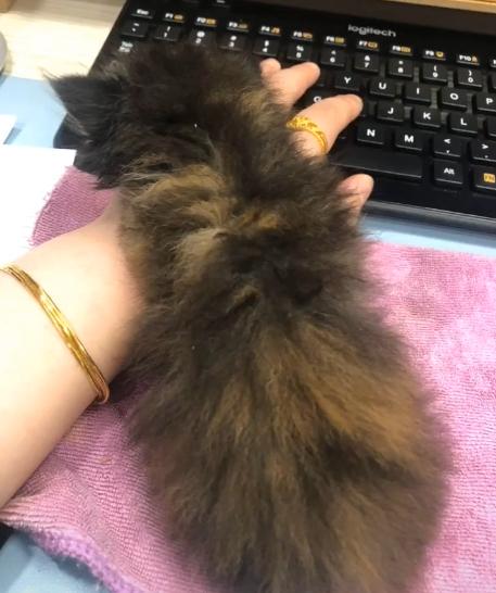 捡到一只被遗弃的小奶猫要怎么养,被猫妈遗弃了一只小奶猫