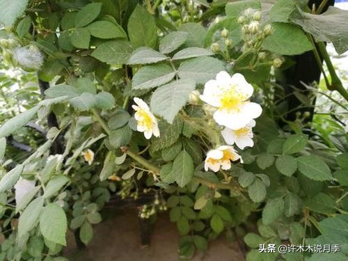 月季为什么不开花和品种有关系吗,买回来的月季不长花骨朵怎么办