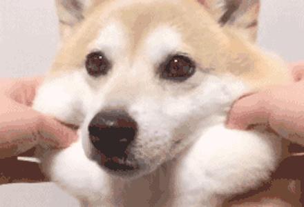 让狗狗开心的100种方式,怎样摸狗狗让狗狗开心