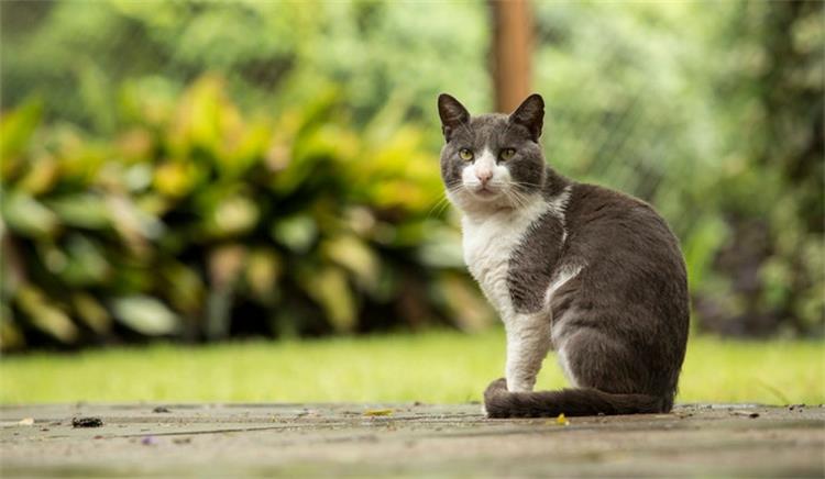 担心猫咪患尿道病？铲屎官快看过来