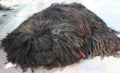 狗界体味严重的几种狗你知道几个,小型犬不掉毛无体味的狗排名