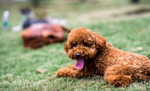关于遛狗要拴绳,遛狗可以带点什么