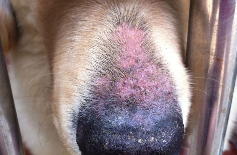 狗狗皮肤病照片及治疗方法,狗狗严重皮肤病治疗最佳方法