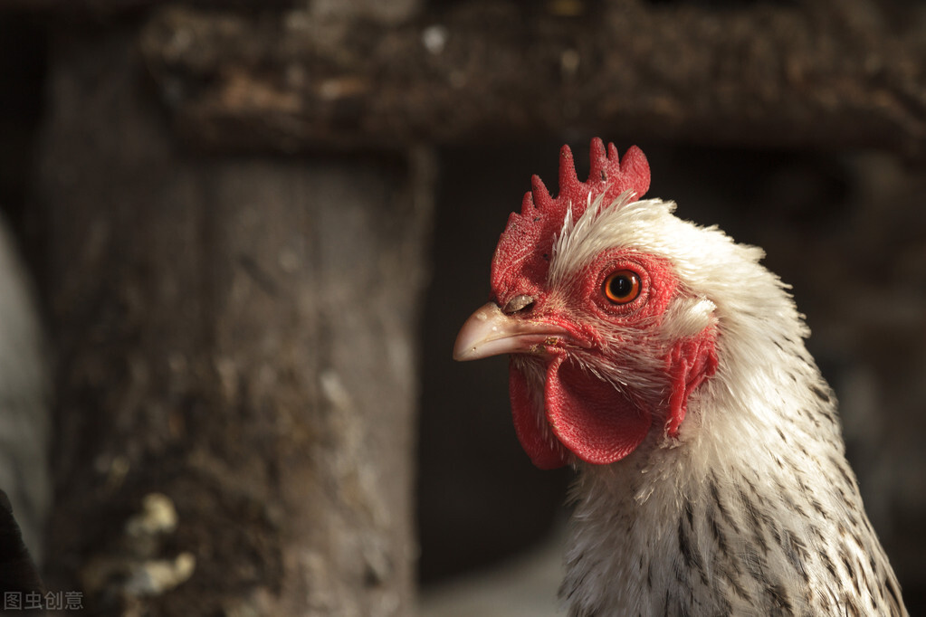 肉鸡上呼吸道用什么药,肉鸡呼吸道怎么治疗