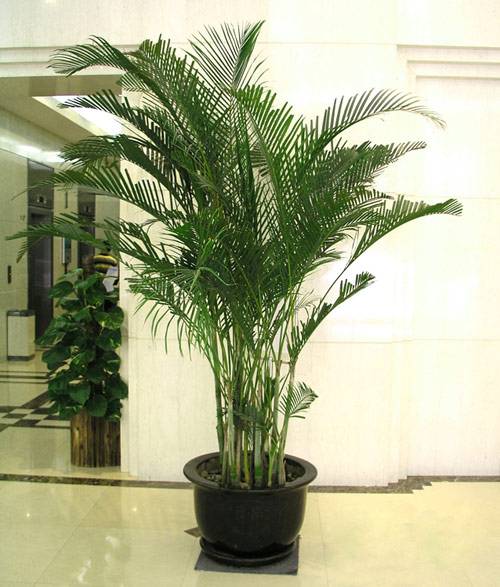 推荐又吸甲醛又好养的植物,哪些植物对猫咪无毒又能吸附甲醛