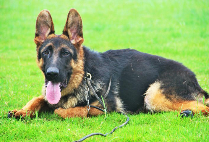 德国牧羊犬病,古代牧羊犬禁食哪些