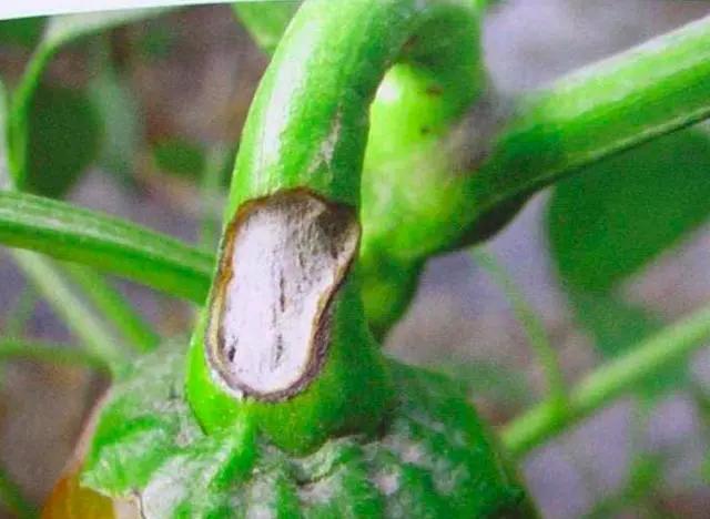 辣椒炭疽病最佳治疗方法,辣椒炭疽病的症状和治疗方法