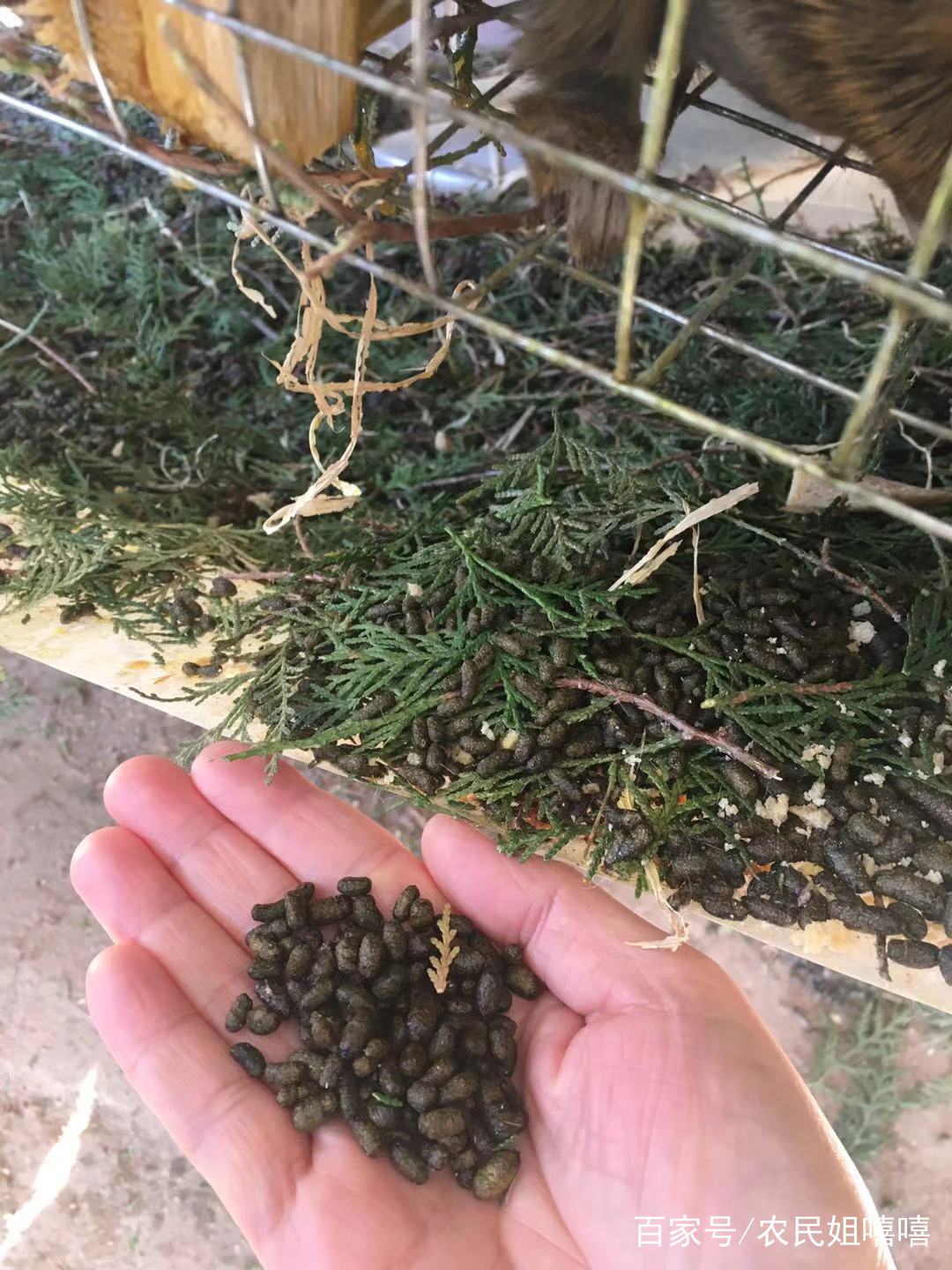 陕西飞鼠生活在哪里,陕西洛南飞鼠基地