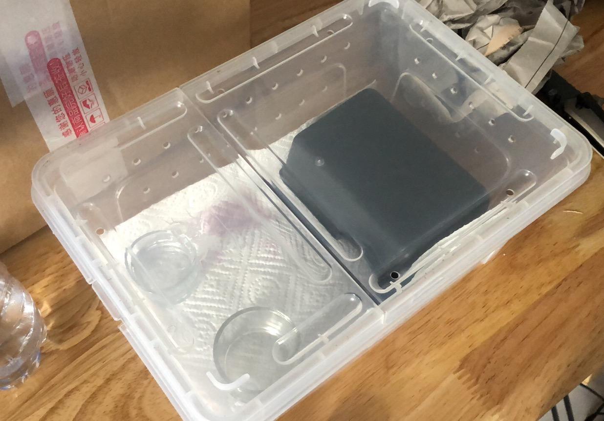 怎么养爬宠守宫,爬宠守宫怎么养