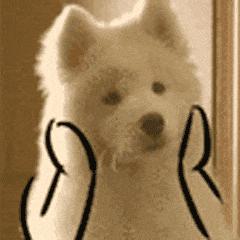 狗狗能感觉到孕妇怀孕了吗,狗狗能感受主人怀孕吗