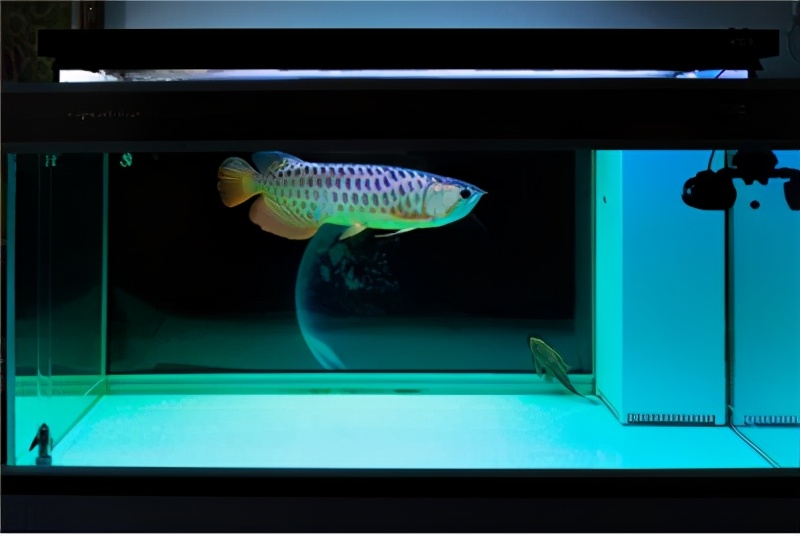 古典过背金龙灯光颜色怎么调,古典过背金龙用什么灯