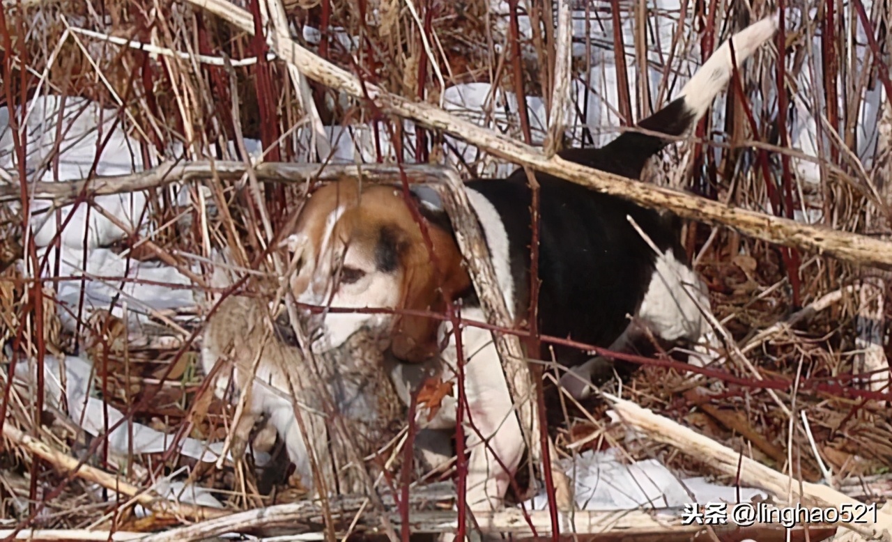 冬天野兔路线怎么判断,冬猎技巧讲解