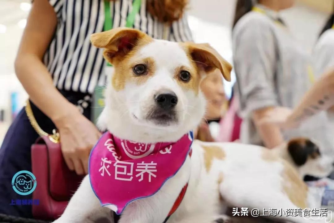 圣诞集市上海外滩源,圣诞集市闪现外滩