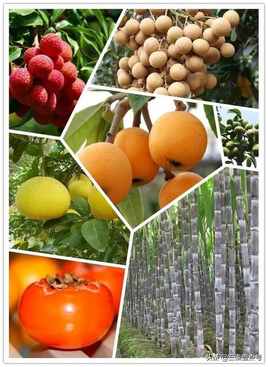 来福建要带哪些特产,福建厦门旅游带土特产