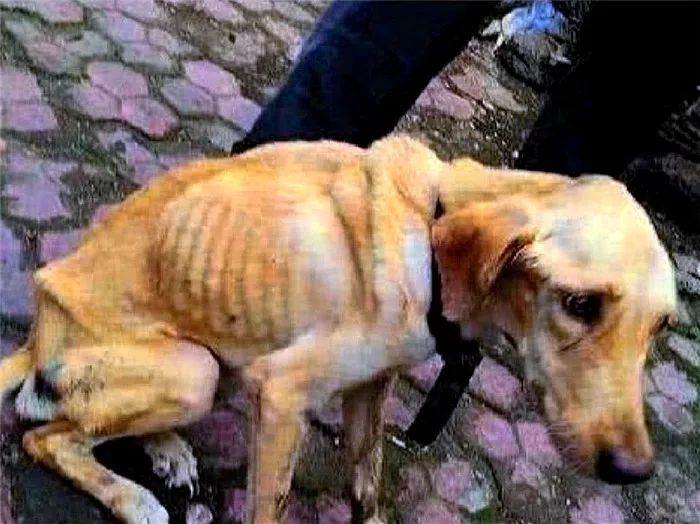 狗狗吃生骨肉风险,狗狗吃骨头咬人怎么调理