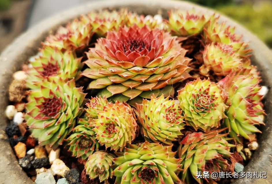 观音莲等长生草多肉开花会死，施肥也没有用，只能这样处理才行