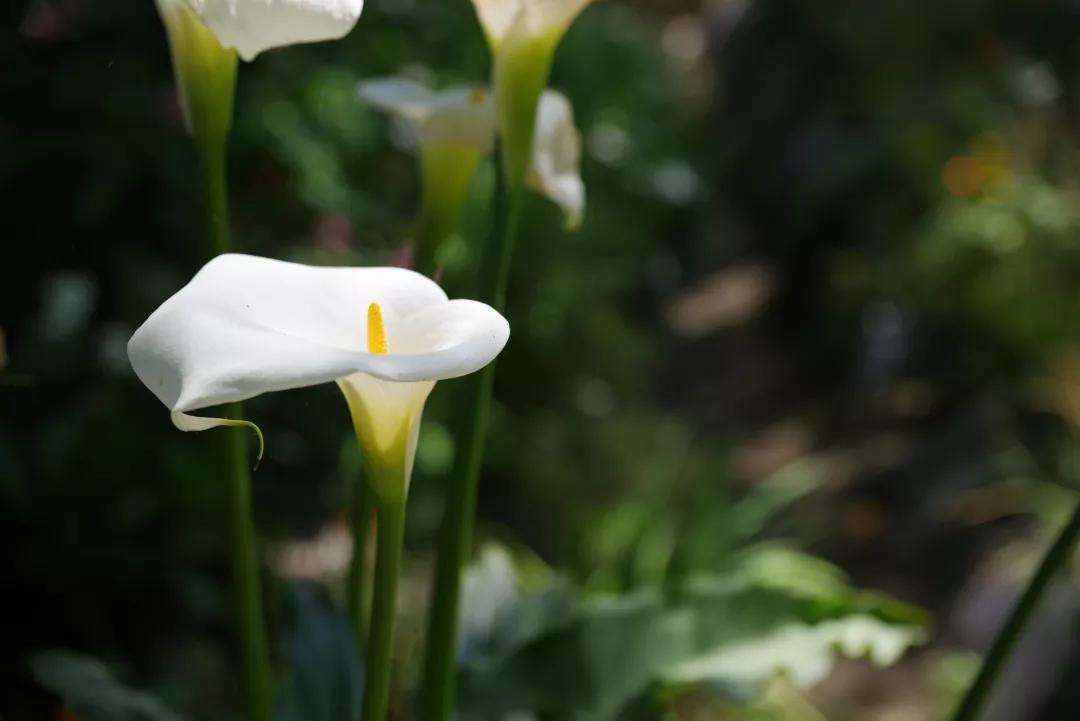 姘寸敓妞嶇墿鑺卞効,姘寸敓妞嶇墿缁挎