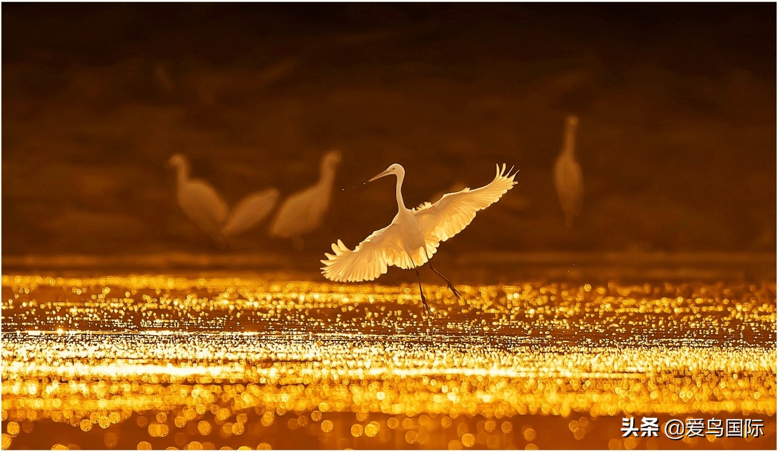 躁动的繁殖季节2021观鸟大年五月精华作品集