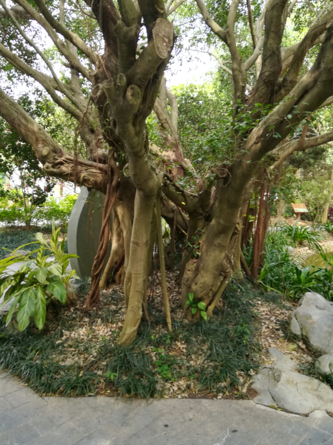 青秀山奇幻之旅,南宁2022奇妙之旅