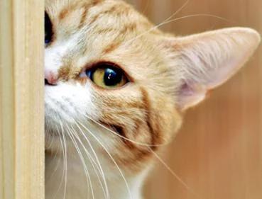 央视直播猫叫后续,央视直播多次出现猫叫