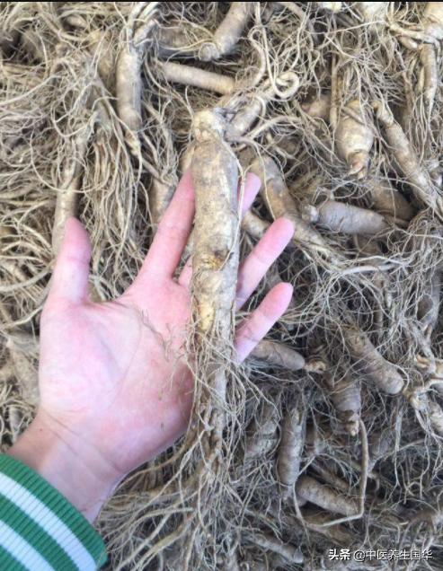 人参红参高丽参怎么吃比较好,人参种类大全红参的用途