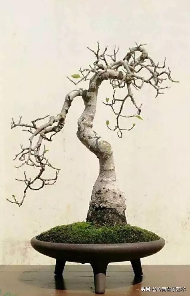 我喜欢的榕树盆景,泉州榕树盆景