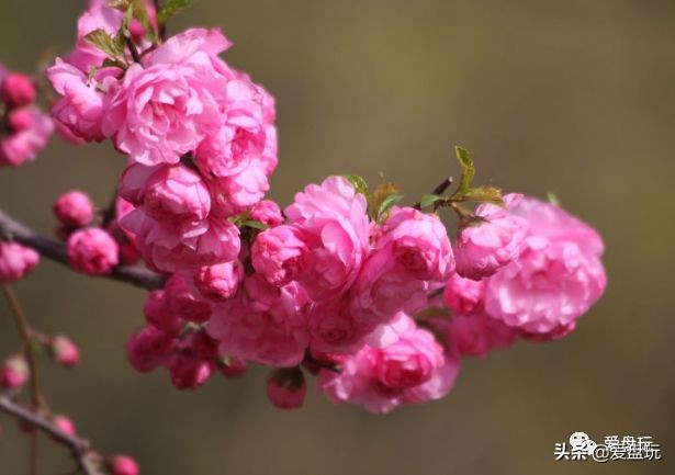 可以包浆的手串,什么手串可以随便盘玩还能包浆