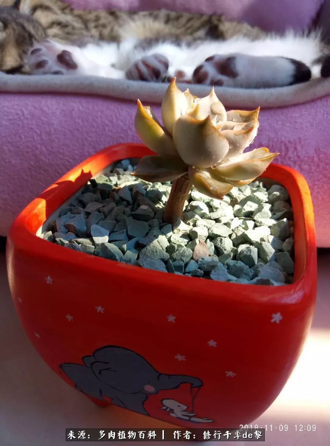 鱼和熊掌不可兼得自由和爱情,鱼和熊掌不可兼得胖和丑如影随形