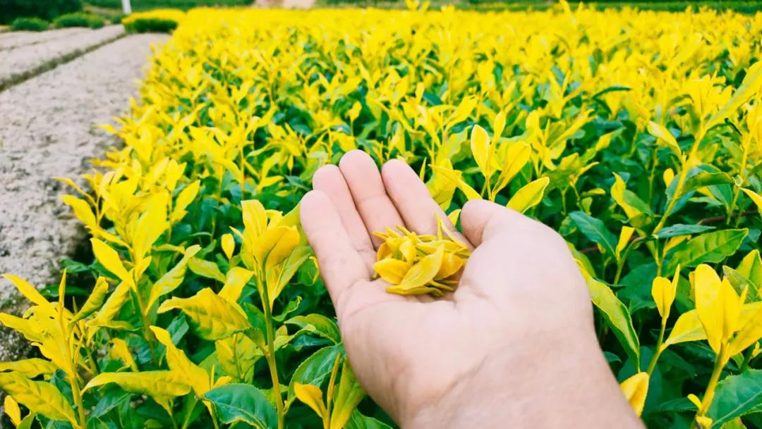 靠一片绿叶带乡亲致富，这位老兵的创业之路太牛了！