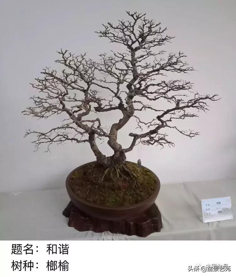 山东盆景艺术大师王桂华,金艳盆景精品欣赏