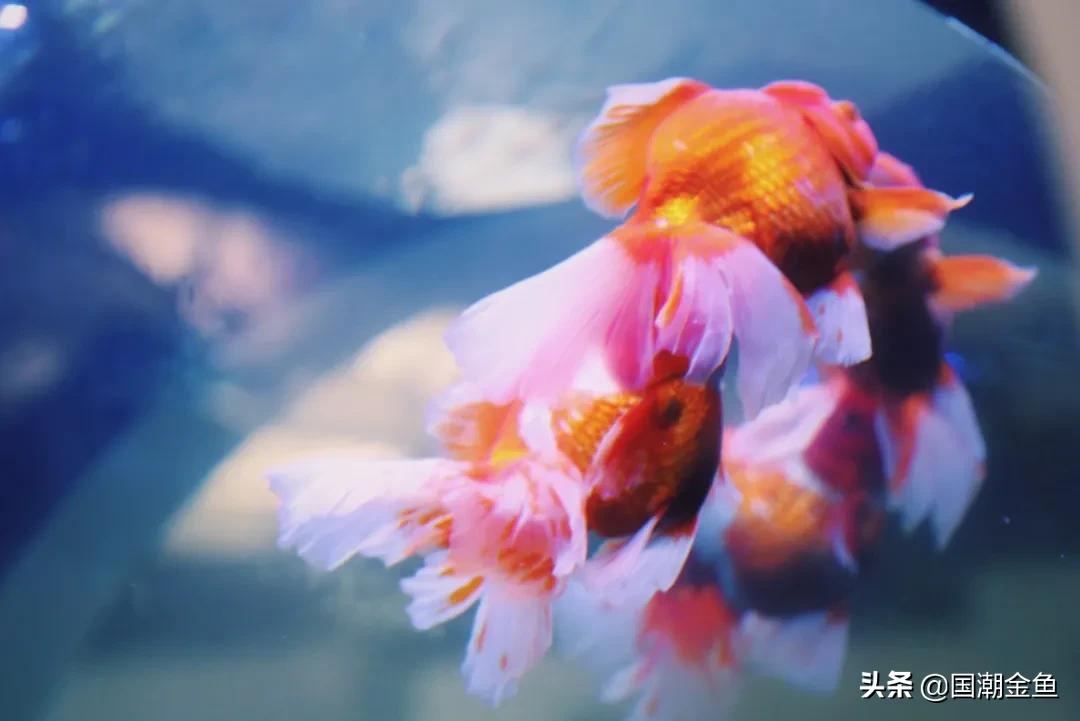 养龙鱼怎么才能节省电,养金鱼必备小知识