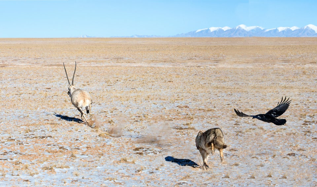 藏羚羊濒临灭绝的现状,现如今藏羚羊面临的危险处境