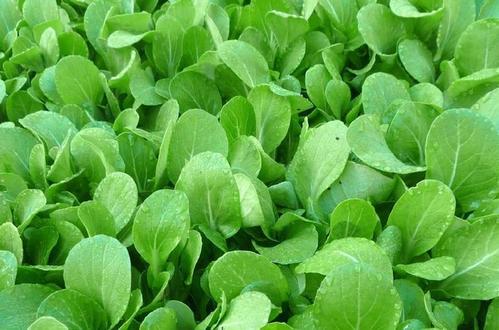 白菜遮阳网覆盖栽培,白菜夏秋早熟地膜露天种植技术