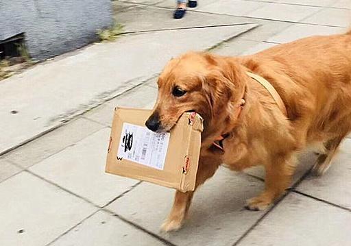 女生真的更喜欢大型犬吗,大型犬为什么会咬人