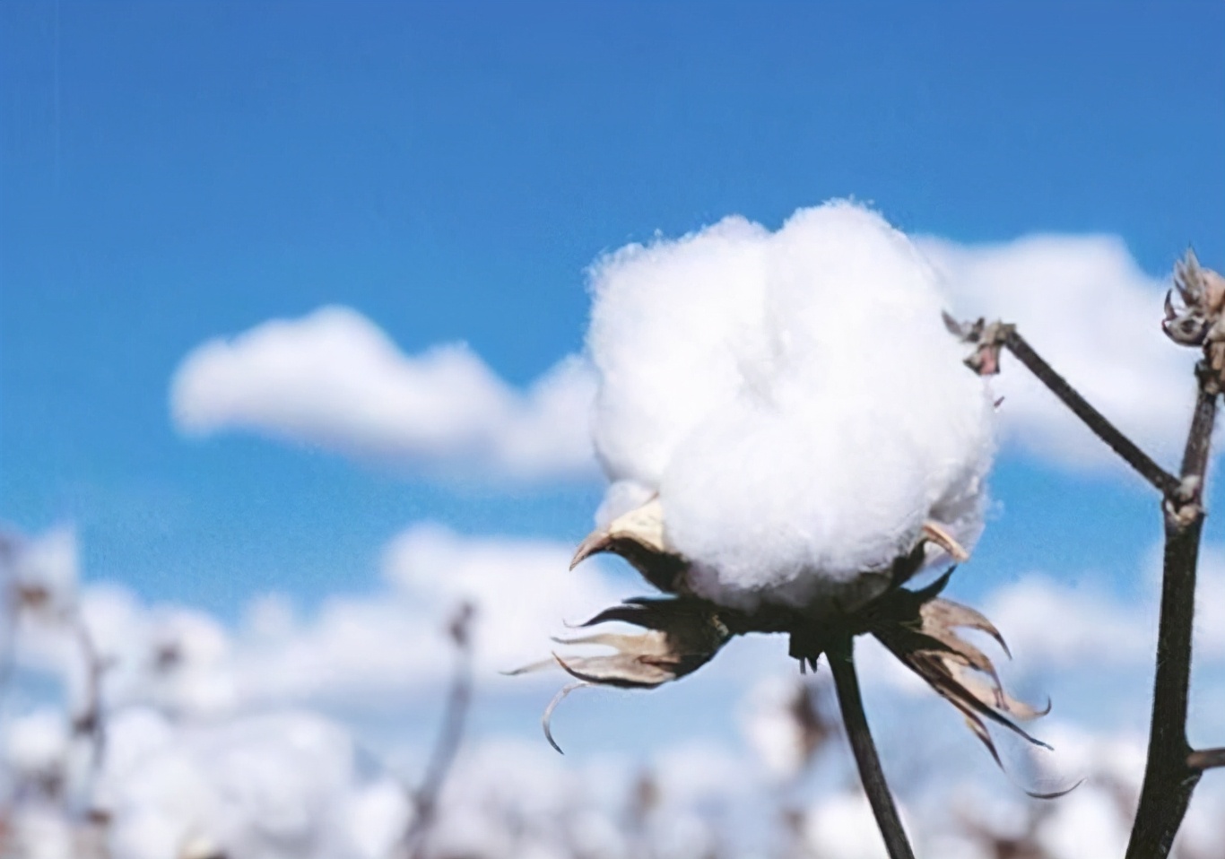 新疆2021年的新棉花,新疆棉花2020