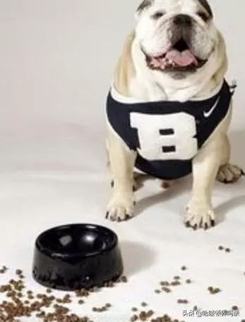 狗狗呕吐的背后，隐藏着多少不为人知的病情？不是每一种都能忽略