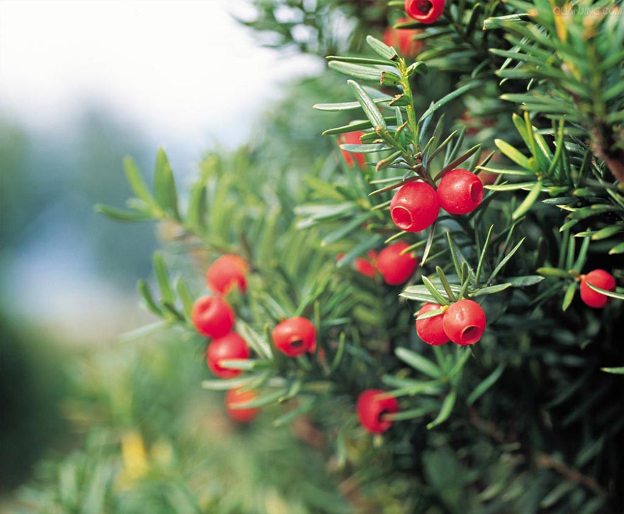 如果你在森林里遇见它你会怎么办,如果你在森林中遇见一头狼怎么办