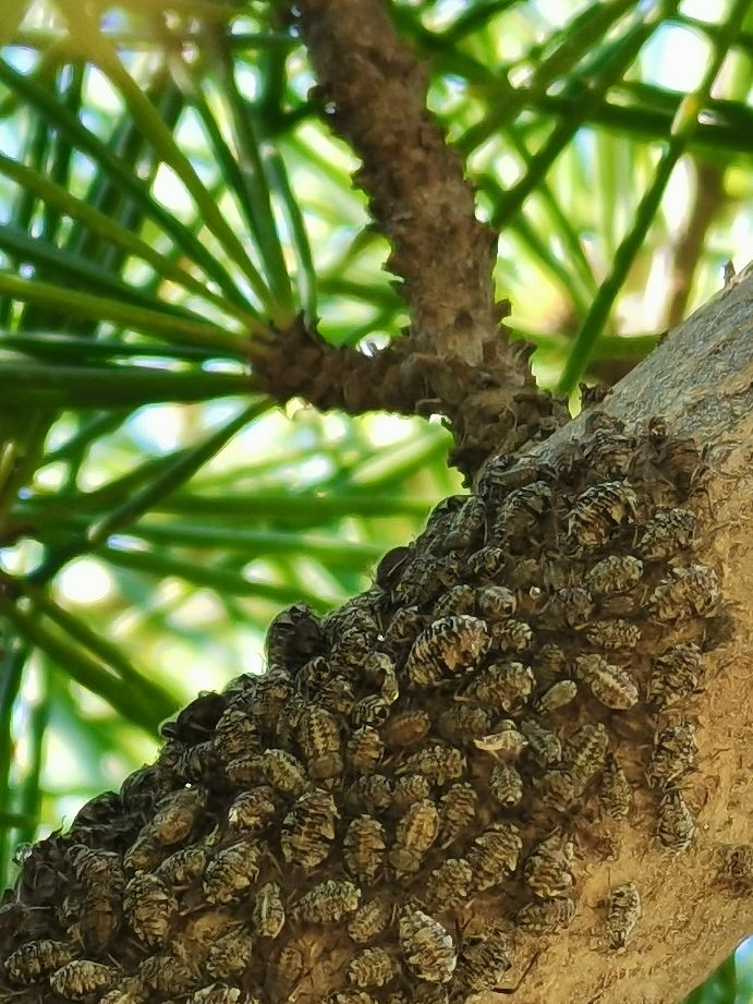 松大蚜防治药剂,松大蚜打药几小时能死掉