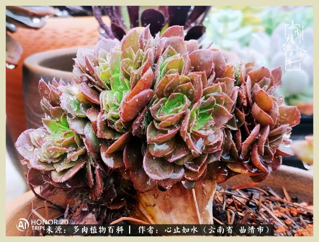 感谢陪伴感恩所有的遇见,让每个人都能感受到多肉的美好