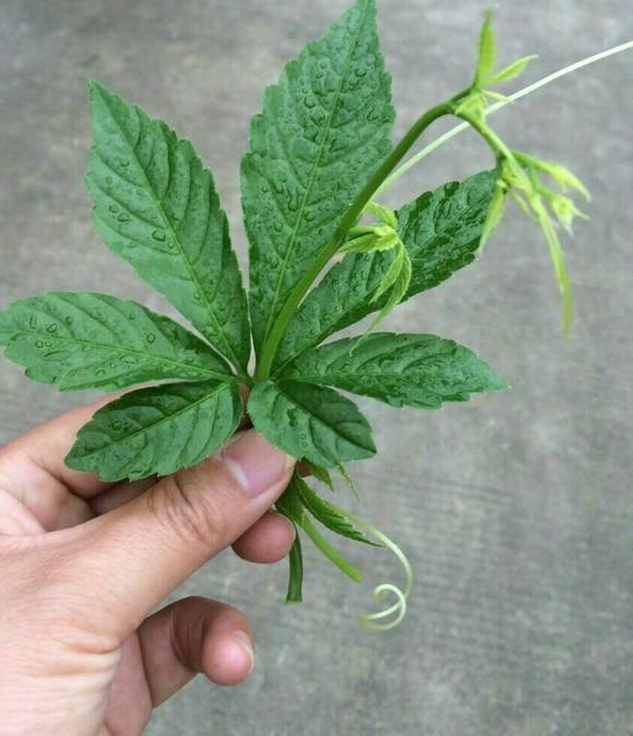 农村的野花野草哪几种可以吃,常见的野花野草却是农家之宝