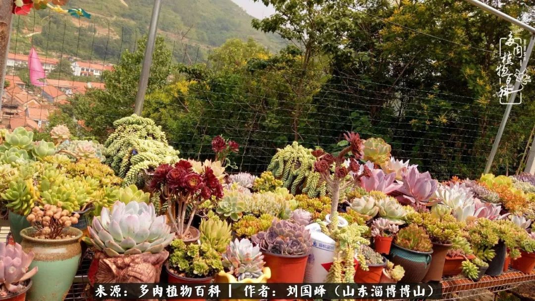 多肉植物大王叫我来巡山,大王叫我来巡山绿植