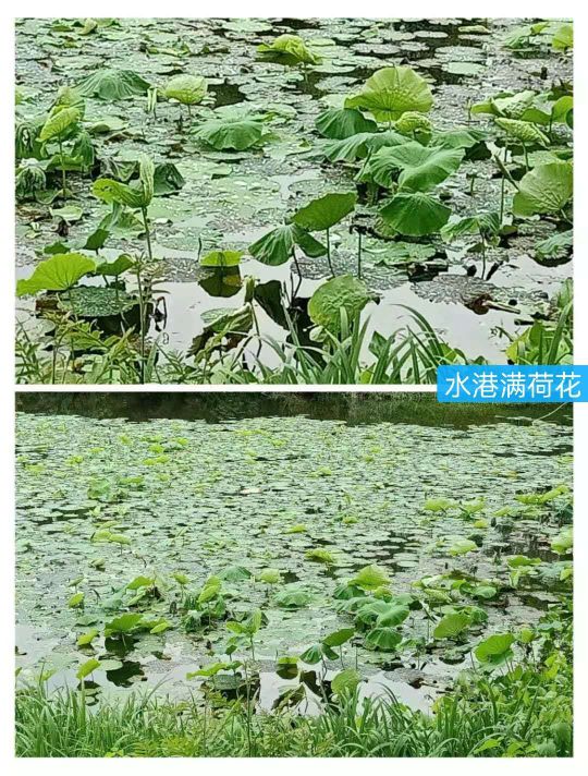 文化源远,三:水中寺庵？秋雪四面环水似孤岛蒋村二客夜走秋雪庵